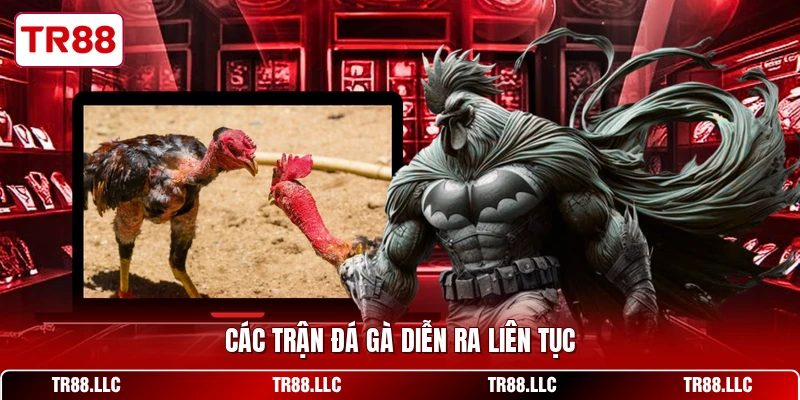 Các trận đá gà diễn ra liên tục