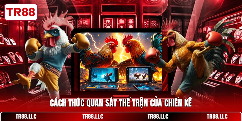 Cách thức quan sát thế trận của chiến kê