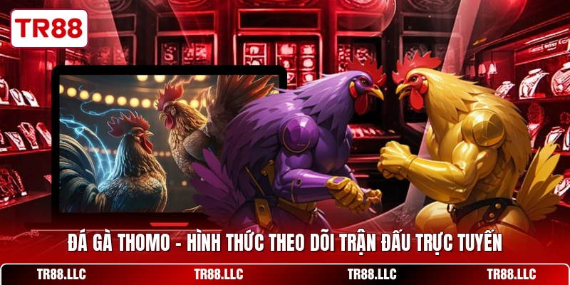 Đá Gà Thomo - Hình Thức Theo Dõi Trận Đấu Trực Tuyến