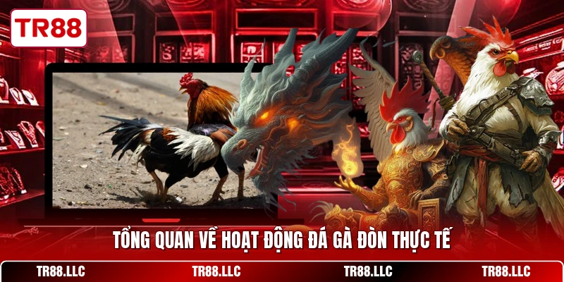 Tổng quan về hoạt động đá gà đòn thực tế